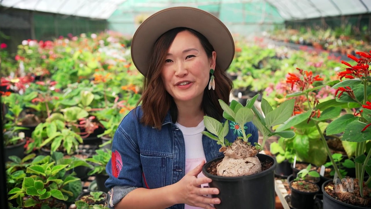 Gardening Australia 2025 Episode 27