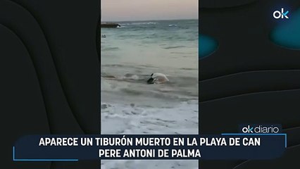 Aparece un tiburón muerto en la playa de Can Pere Antoni de Palma