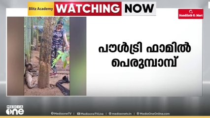 തിരുവനന്തപുരം വെള്ളനാട് പൗൾട്രി ഫാമിൽ പെരുമ്പാമ്പ്; വനം വകുപ്പ് സംഘമെത്തി പിടികൂടി