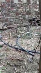 खेत में नाग-नागिन का मस्ती करते VIDEO वायरल, दृश्य देखने ग्रामीणों का लगा जमावड़ा; देखें