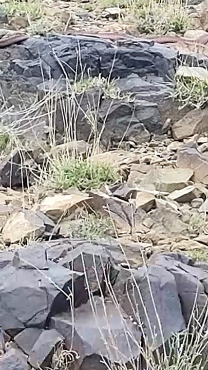 H snake