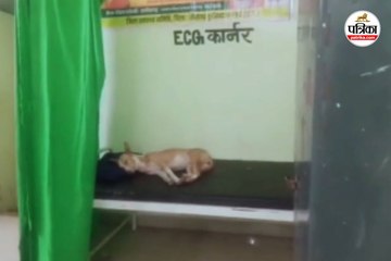 मरीजों के बेड पर सोए कुत्ते