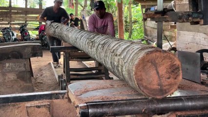 Turning Coconut Stems into 5x10 Wood Sawmill Technique!