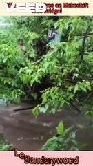Villagers risk lives on makeshift Tree Bridge | Risky journey VS crossing stream on Tree Sticks