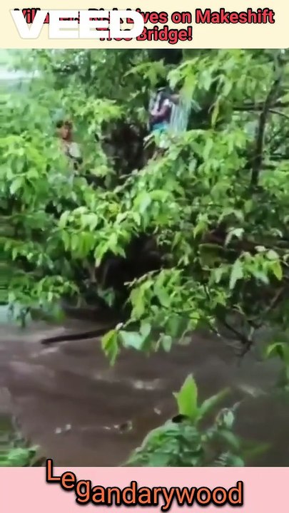 Villagers risk lives on makeshift Tree Bridge | Risky journey VS crossing stream on Tree Sticks