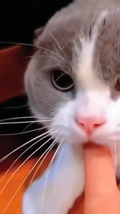 Funny cats videos 🤣🤣 ||