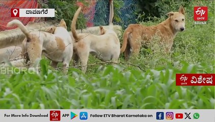 ಬೀದಿನಾಯಿ ದಾಳಿಗೆ ನಲುಗಿದ ದಾವಣಗೆರೆ ಜನ; ಪ್ರಕರಣಗಳ ಸಂಖ್ಯೆ ಏರಿಕೆ, ನಾಯಿ ಕಚ್ಚಿದಾಗ ಏನ್ ಮಾಡ್ಬೇಕು?