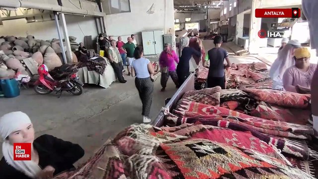 Antalya'da buğday tarlalarında halı hasatı başladı