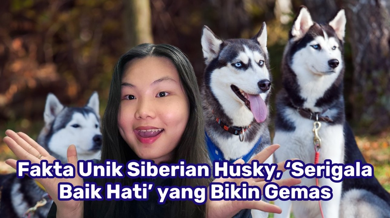 Fakta Unik Siberian Husky, ‘Serigala yang Baik Hati'-Serius Ini Hewan?