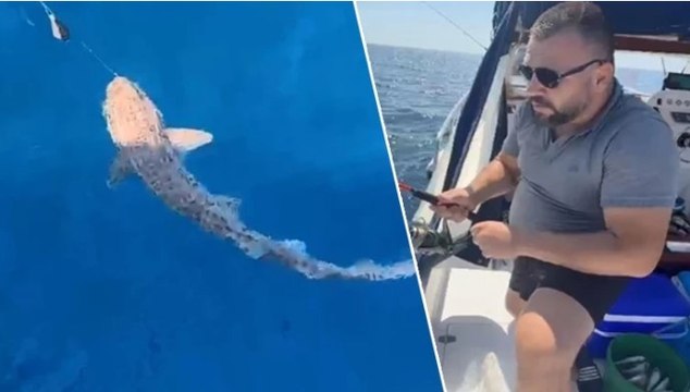 Saros Körfezi’ne atılan oltaya 25 kiloluk köpek balığı takıldı