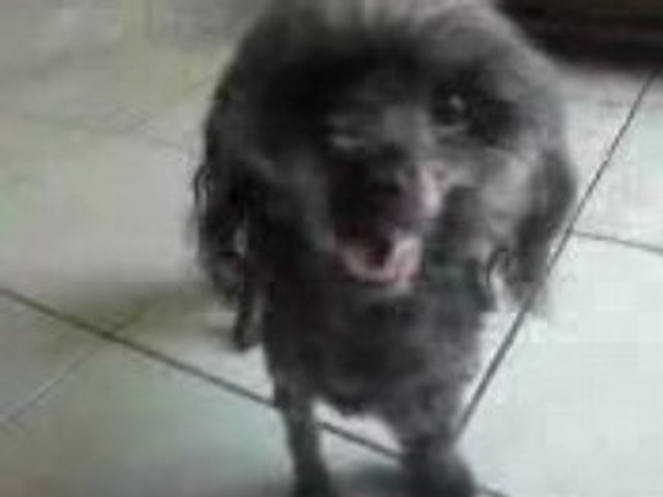 Kaline: http://kaline-dog.skyrock.com/