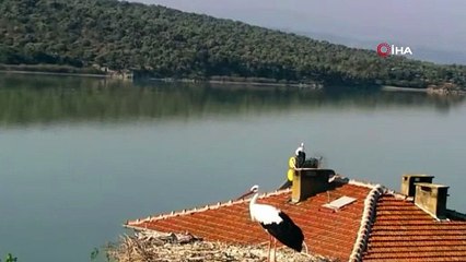 Yaren leylek bu yıl erken göçtü, Adem amca gözyaşları içinde veda etti...