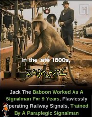 In the late 1800s, a remarkable incident occurred on a railway in South Africa, when a baboon was hired as a regular railway signalman.