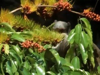 The Trials of Life (1990)  E03 - Finding Food