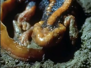 The Trials of Life (1990)  E04 - Hunting and Escaping