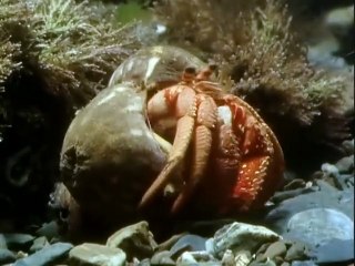 The Trials of Life (1990)  E07 - Living Together