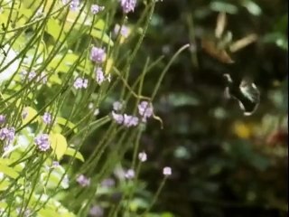 The Trials of Life (1990)  E08 - Fighting