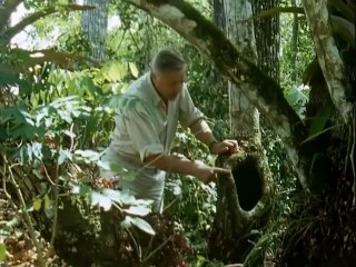 The Trials of Life (1990)  E11 - Courting