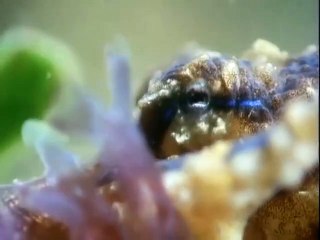 The Trials of Life (1990)  E12 - Continue the Line