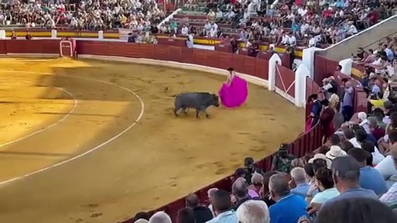 Cogida a Luis Miguel Vázquez en la corrida de toros de Daimiel