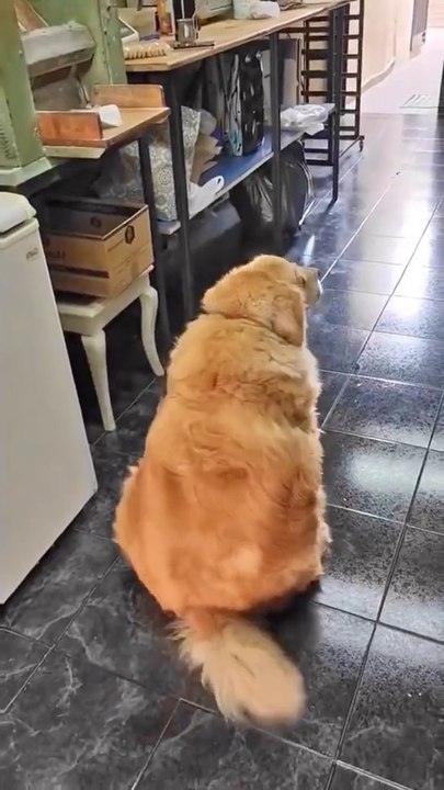 so funny 😅🖐️#funny #doggie#viral