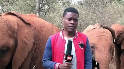 Baby elephant interrupts a TV Reporter in Kenya.