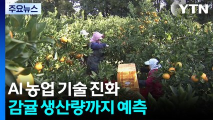 감귤 찍으니 열매 수 '척척'...생산량 예측도 'AI' / YTN