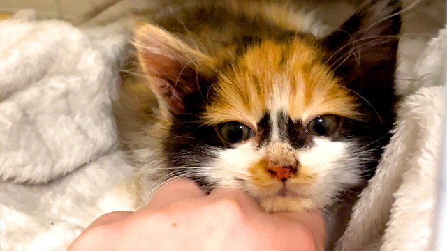 Rescued Tiny Kitten Finds Warmth After Being Saved From The Cold