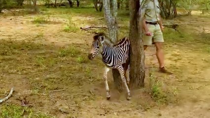 Baby Zebra Stuck In A Tree Gets Rescued By Rangers