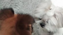 🔴 MEET CHOCO BOY POMERANIAN FRIEND NI PICKLES #shihtzu