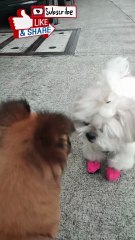 🔴 MEET CHOCO BOY POMERANIAN FRIEND NI PICKLES #shihtzu