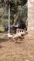 Os animais mais fofos do mundo N•294