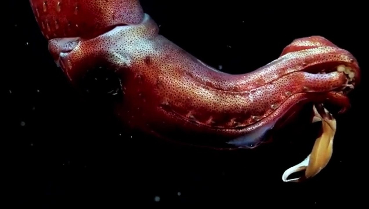 A storm in the Atlantic Ocean #storm #ocean #oceanwaves #waves #шторм The Deep Sea Midnight Zone | Worlds of the Deep, a collaboration with Schmidt Ocean Institute Into the Midnight Zone: Secrets of the Ocean Void