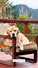My dog can understand English.#dog#dogs #dogsoftiktok #doglover #funny #foryou #funnyvideos #viral #
