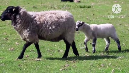 Os animais mais fofos do mundo N•297