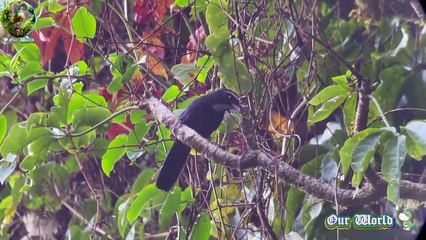 Silvery-throated Jay - Cyanolyca argentigula