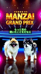 【番宣犬】🎤ポメラニアン うた銀の番組宣伝！最新エンタメ情報をお届け！[Promotional Dog] 🎤 Pomeranian Utagin promoting the show! Bringing you the latest entertainment news!