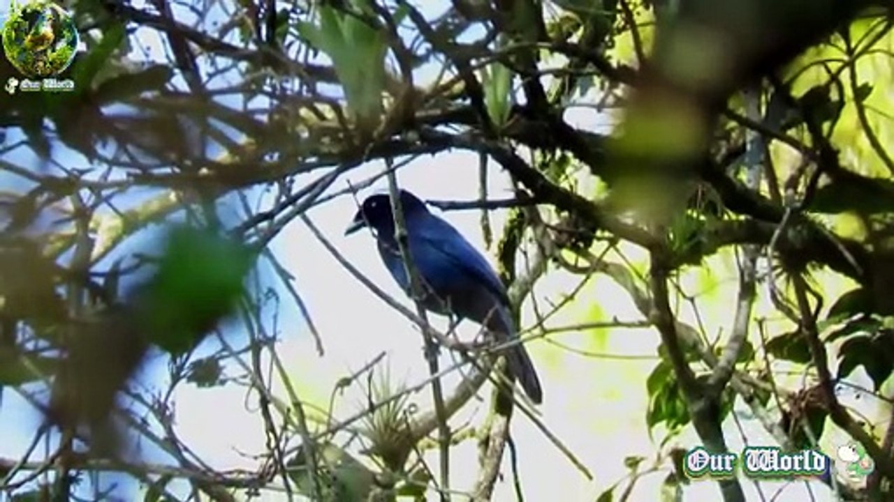 Azure-hooded Jay - Cyanolyca cucullata
