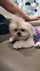 🔴 CUTIE PICKLES DAYOUT AT THE MALL #shihtzu