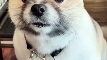 誘拐された銀ちゃん　宇宙人にさらわれたポメラニアン　Kidnapped Gin-chan: A Pomeranian snatched by aliens