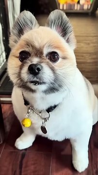 誘拐された銀ちゃん　宇宙人にさらわれたポメラニアン　Kidnapped Gin-chan: A Pomeranian snatched by aliens