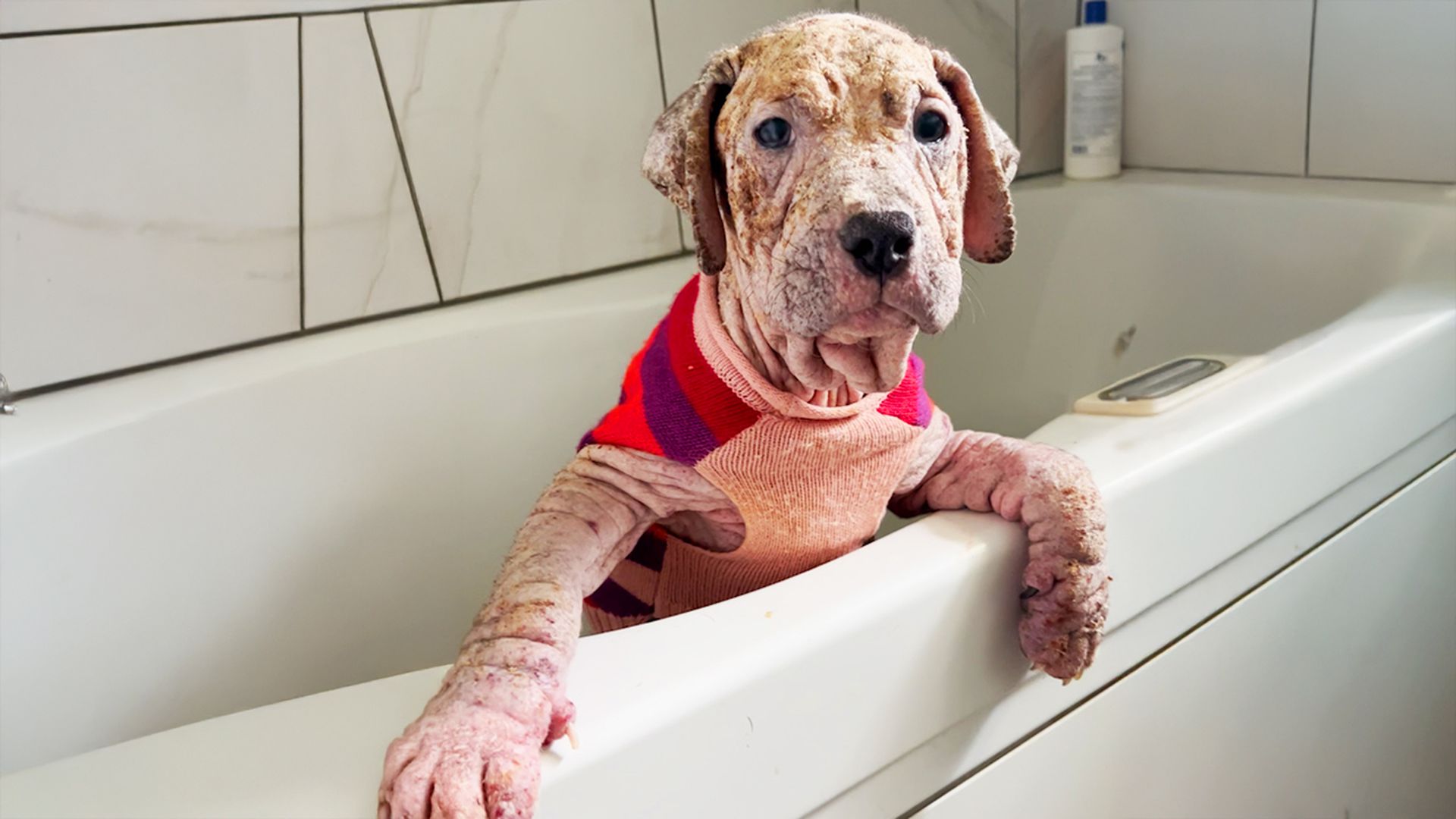 Rescued Naked Pittie Puppy Heals With Love and Care