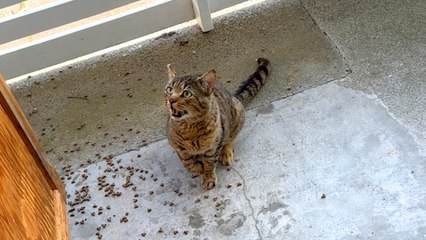 Stray Cat Took Two Months To Get Brave Enough To Come Inside