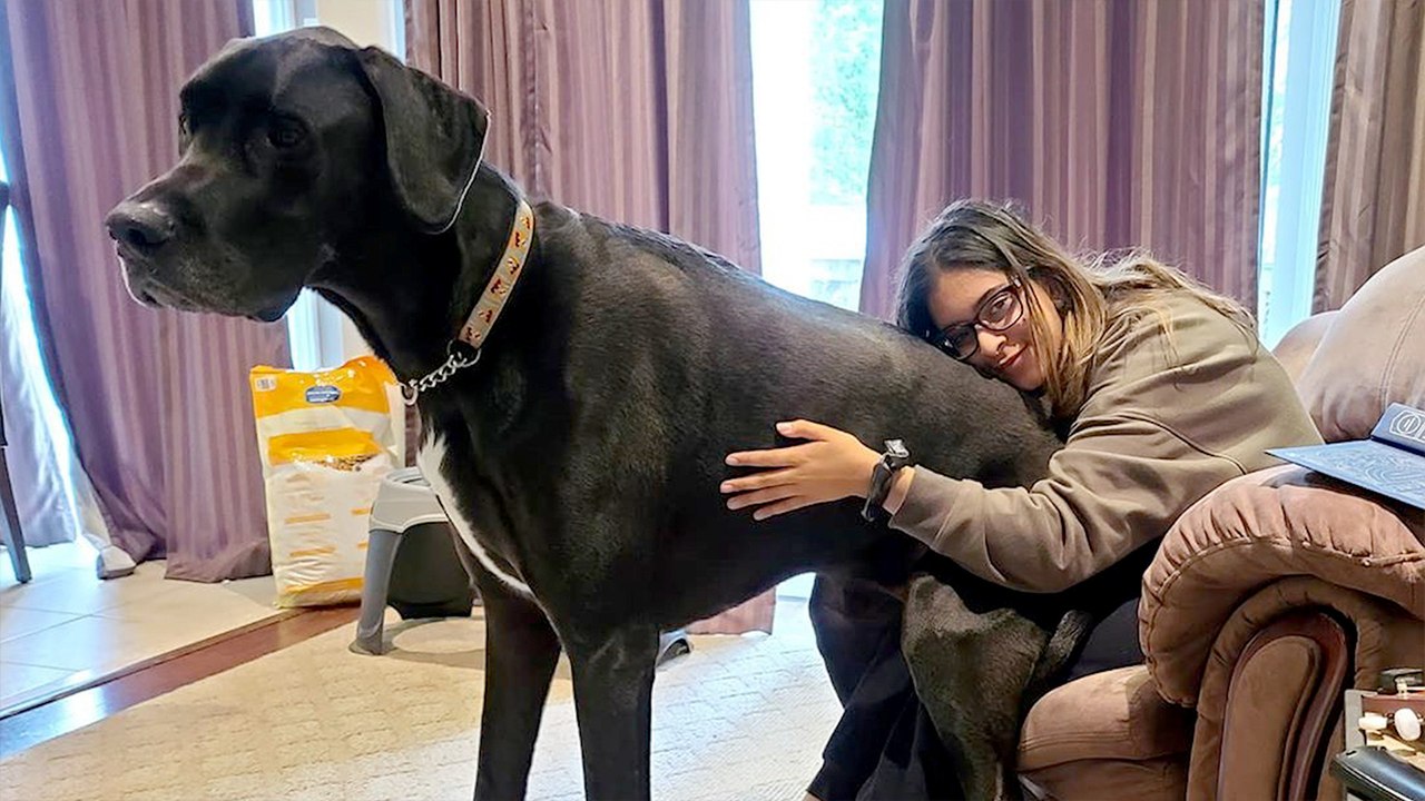 Gentle Great Dane Fosters Tiny Kittens — Their Relationship Will Melt Your Heart