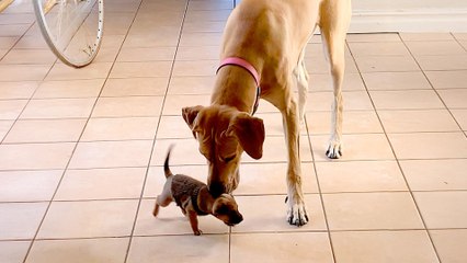 Woman Brings Tiniest Puppy Home To Her Giant Great Dane