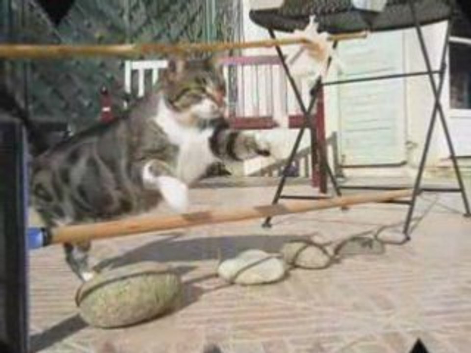 Montage tigrou