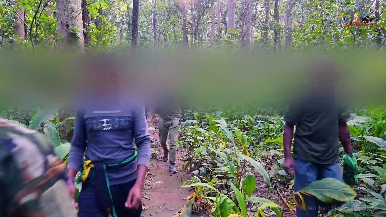 Anti Poaching Operation _ The Surgical Strikes on Poachers (Udanti Sitanadi Tiger Reserve)