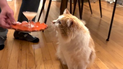 Cat Demands Speciality Cocktails Every Night