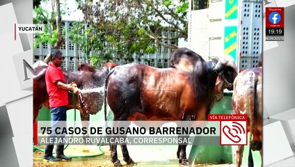 Reportan 75 nuevos casos de gusano barrenador en Yucatán