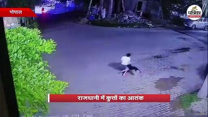 राजधानी में कुत्तों का आतंक